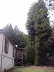DSRWillitsTrees2